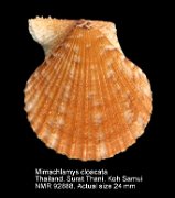 Mimachlamys cloacata (5)